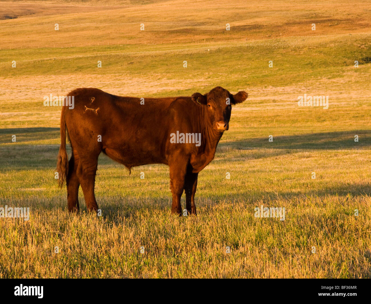 Vieh - rot Angus Steuern in einem verkürzten Bauernhof Feld bei Sonnenaufgang / Alberta, Kanada. Stockfoto