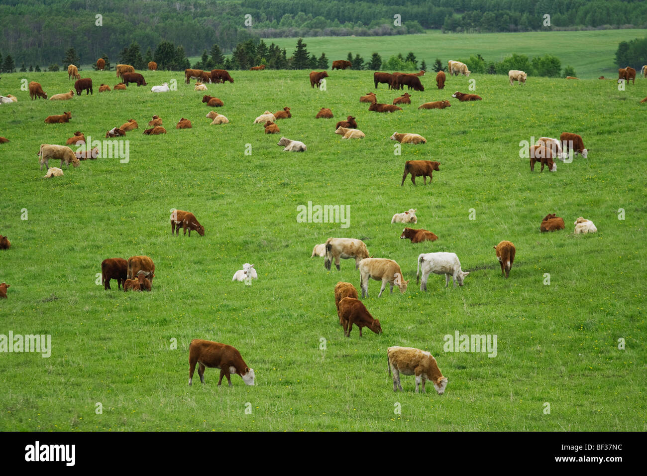 Tiere - Gemischte Rassen junge Rindfleisch Kühe grasen und ruht auf einer grünen Weide / Alberta, Kanada. Stockfoto