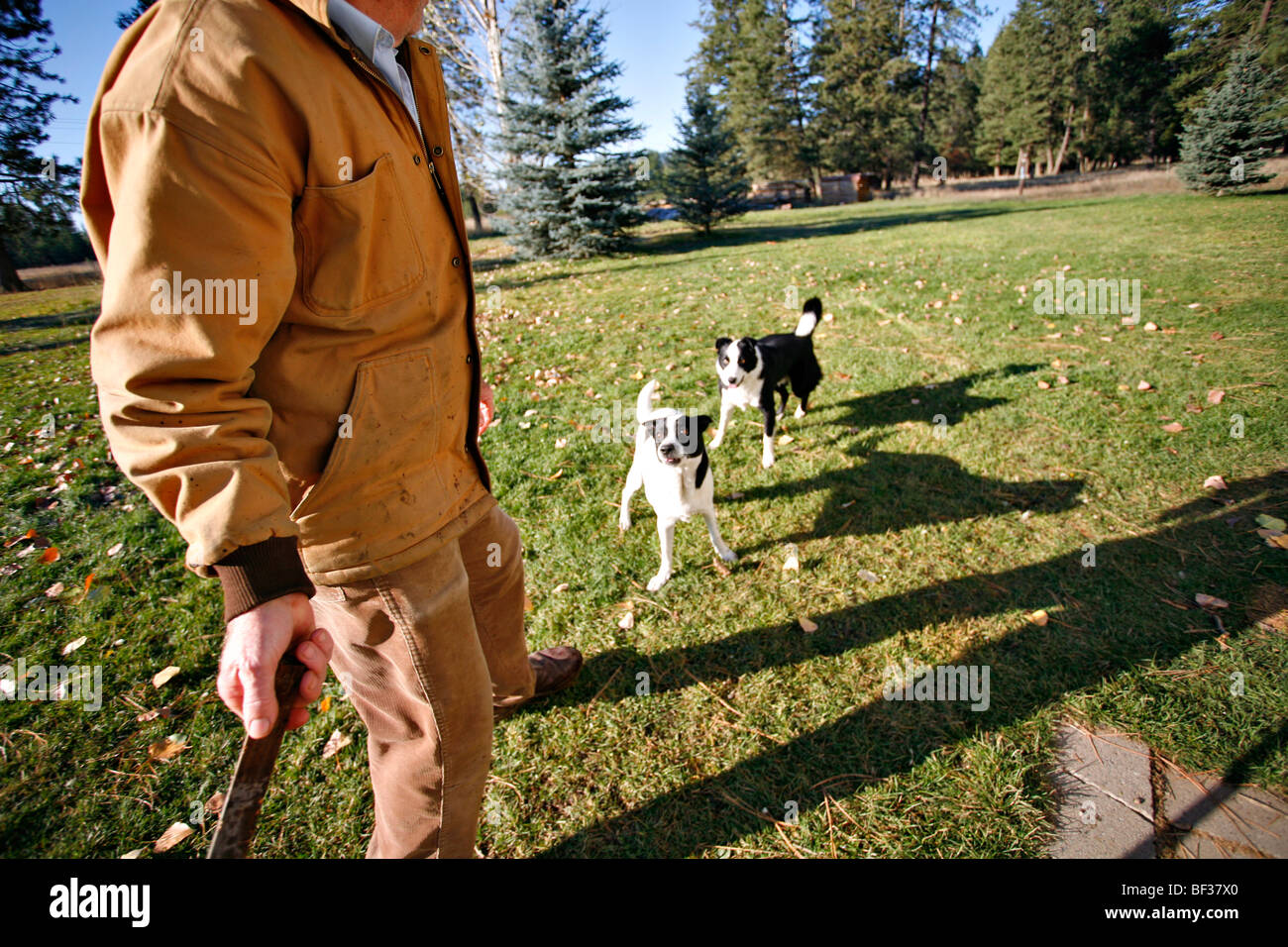 Mann immer bereit, Stöcke, Hunde zu werfen. Stockfoto