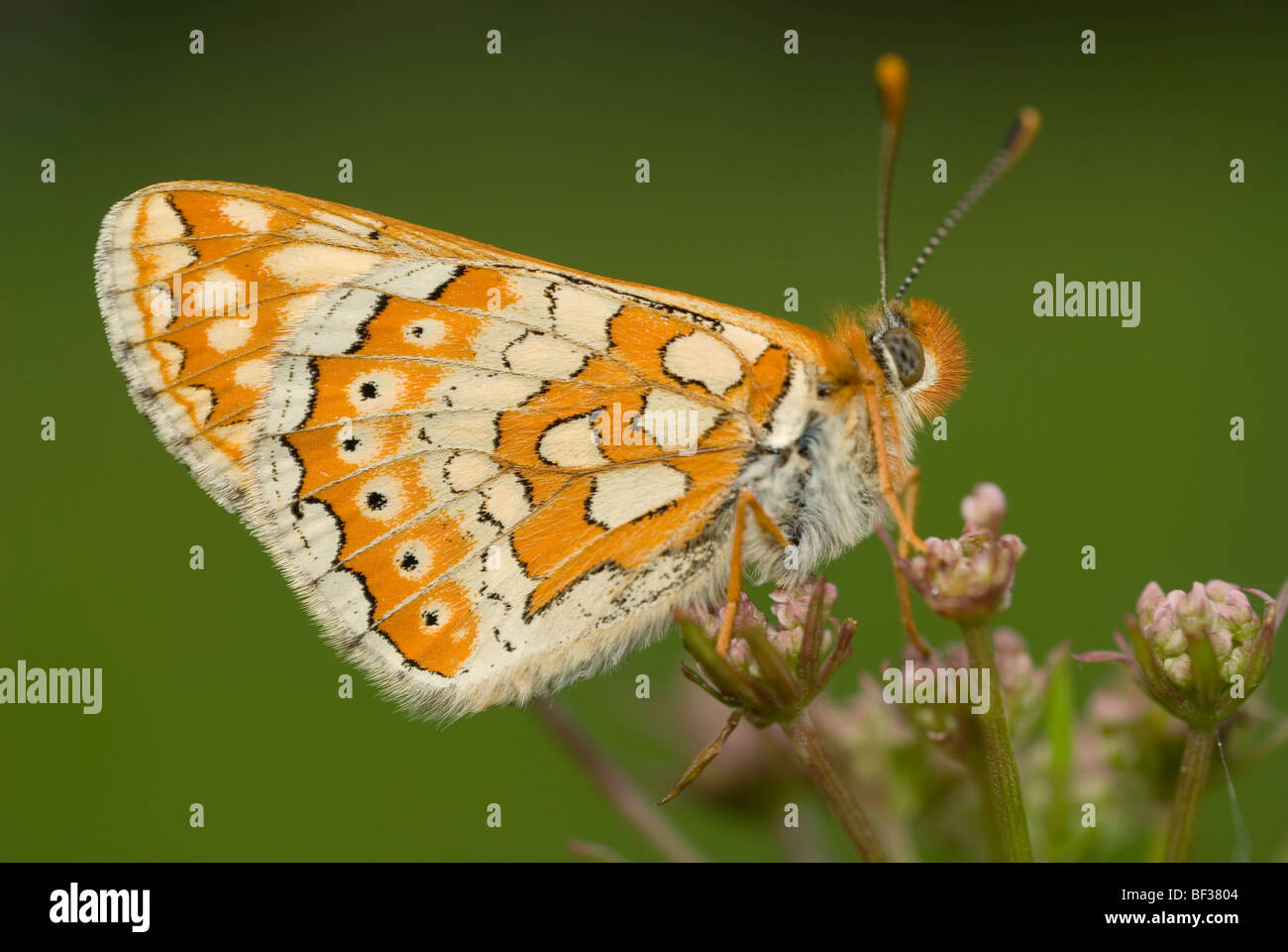 Marsh Fritillary (Etikett Aurinia) Stockfoto