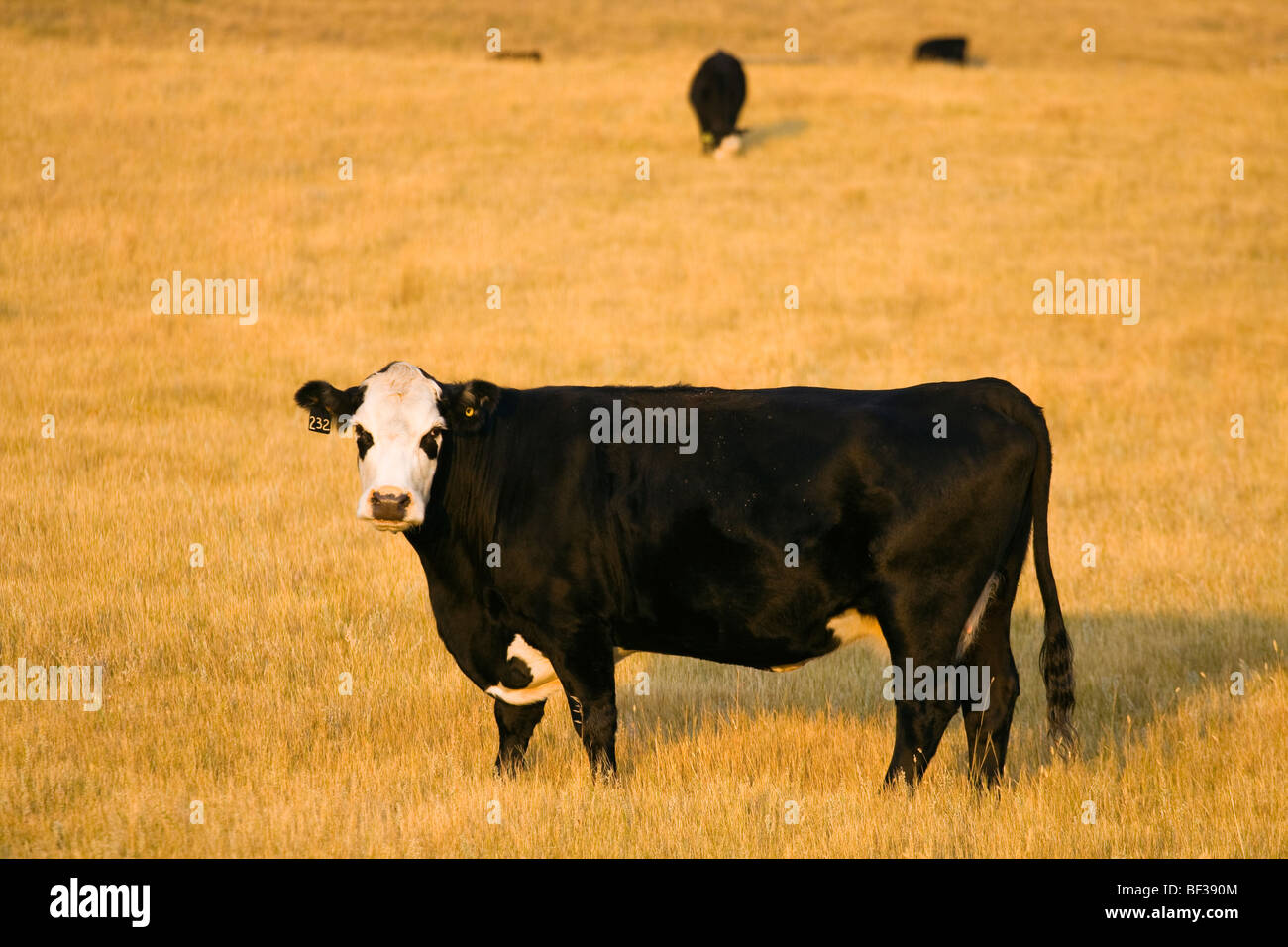 Vieh - schwarz Baldie Kuh auf einer Weide ausgehärteten Gras im Frühherbst / Alberta, Kanada. Stockfoto