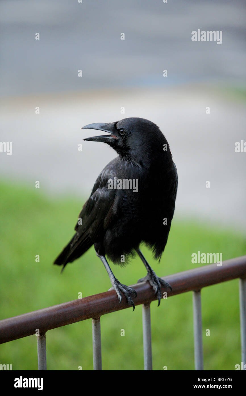 Schwarzer Vogel Stockfoto