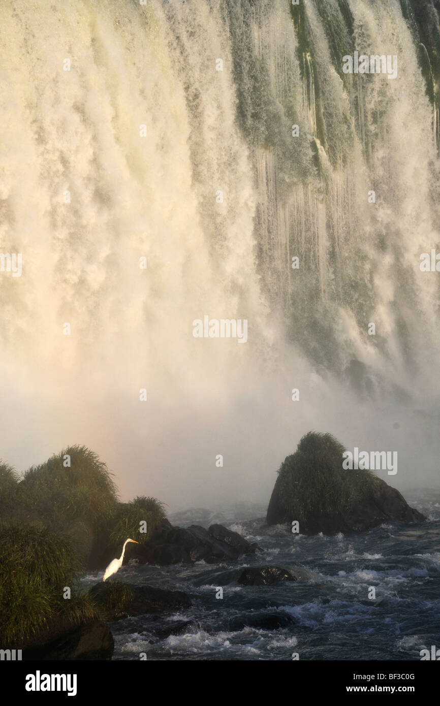 Reiher, Egretta Alba in Iguazu Wasserfälle, Foz Do Iguaçu, Parana, Brasilien Stockfoto