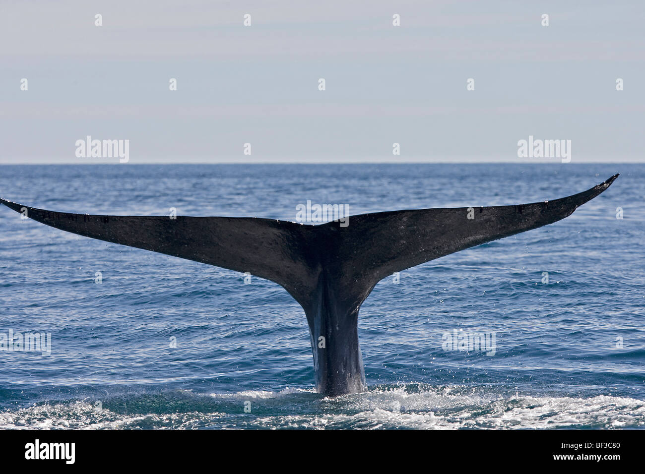 Blauwal (Balaenoptera Musculus), wegzuwerfen. Stockfoto