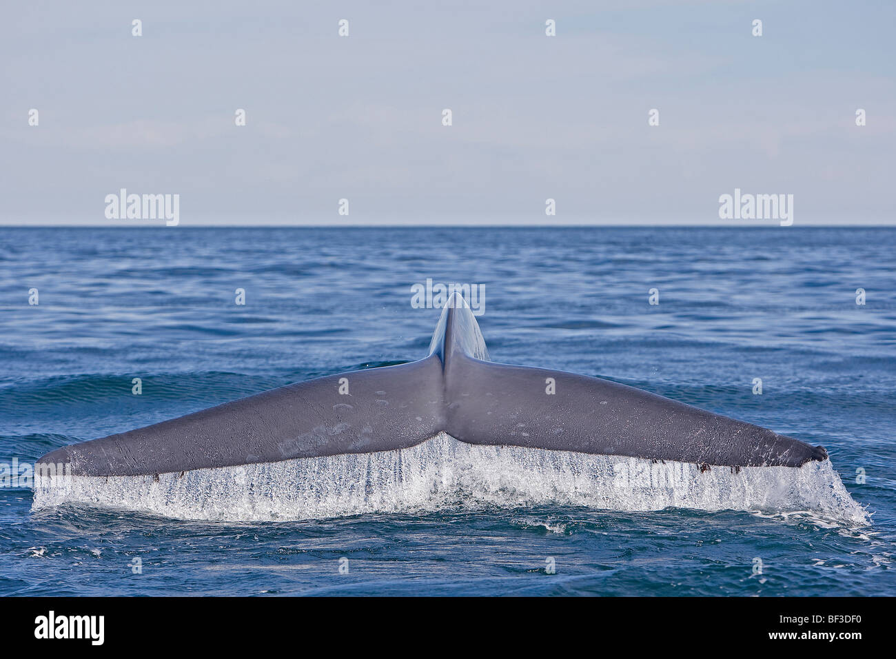 Blauwal (Balaenoptera Musculus), wegzuwerfen. Stockfoto
