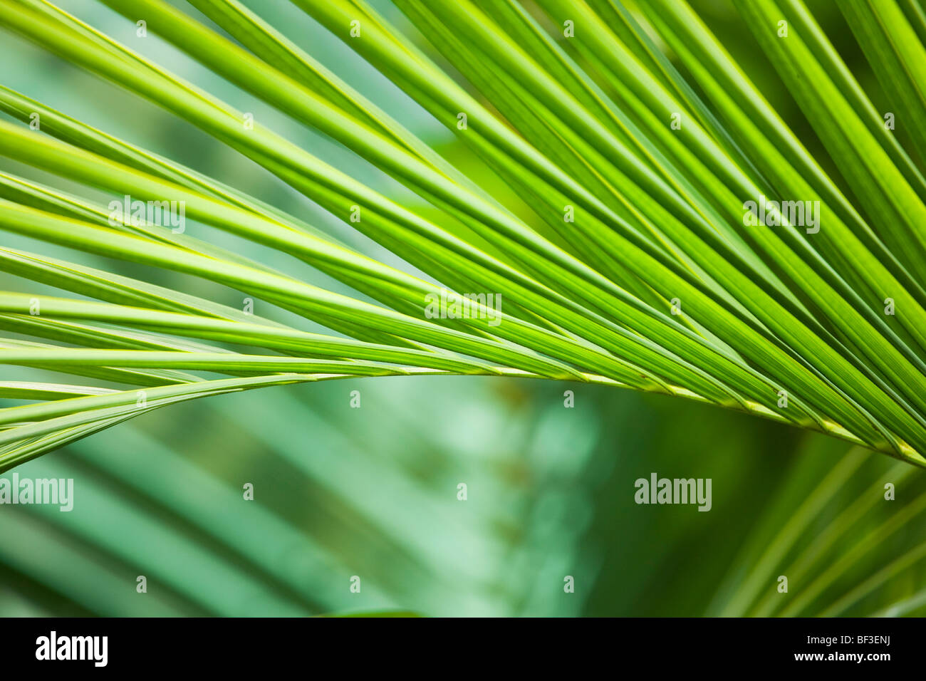 Palmblätter in einem tropischen Garten Stockfoto