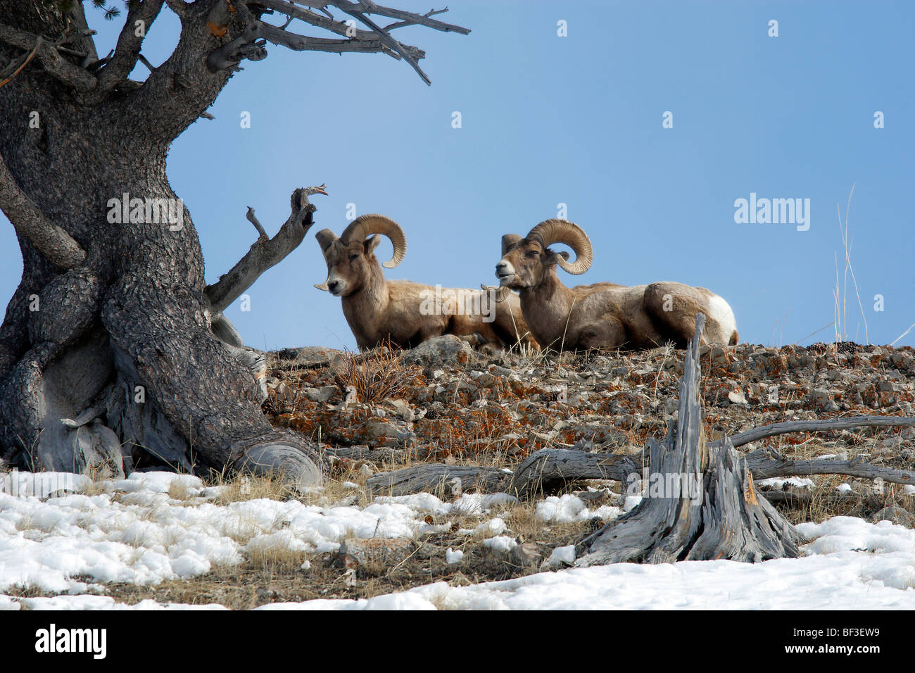 Schafe, amerikanische Bighorn Mountain Dickhornschaf (Ovis Canadensis). Zwei Widder unter einem Nadelbaum, Yellowstone-Nationalpark liegen. Stockfoto