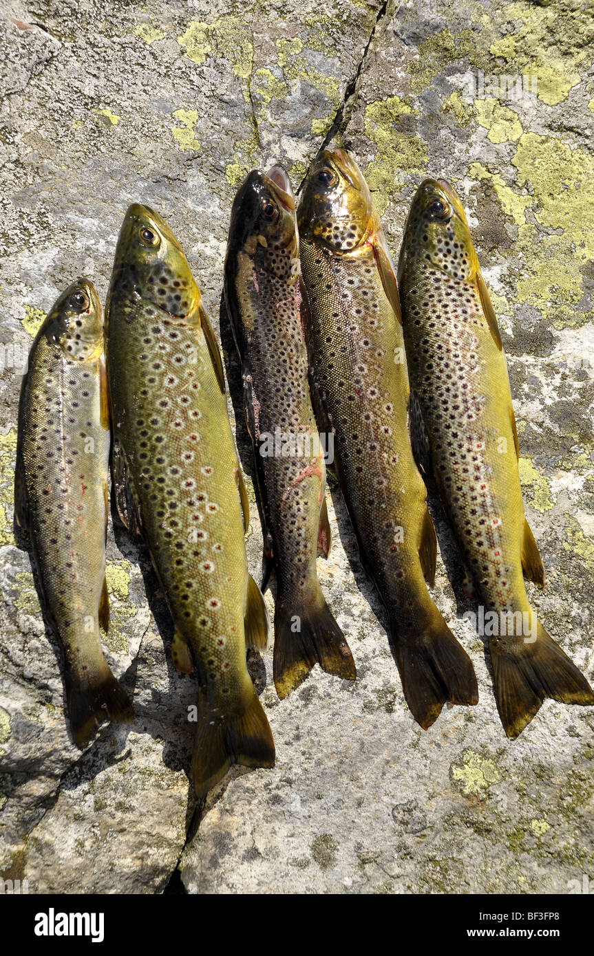 Bachforelle gefangen von Llyn Idwal Ogwen Snowdon UK Stockfoto