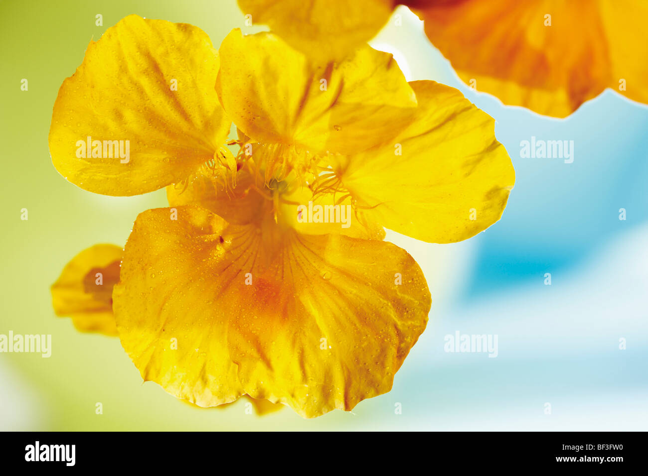 Kapuzinerkresse oder Wasser Kresse Blüten Stockfoto