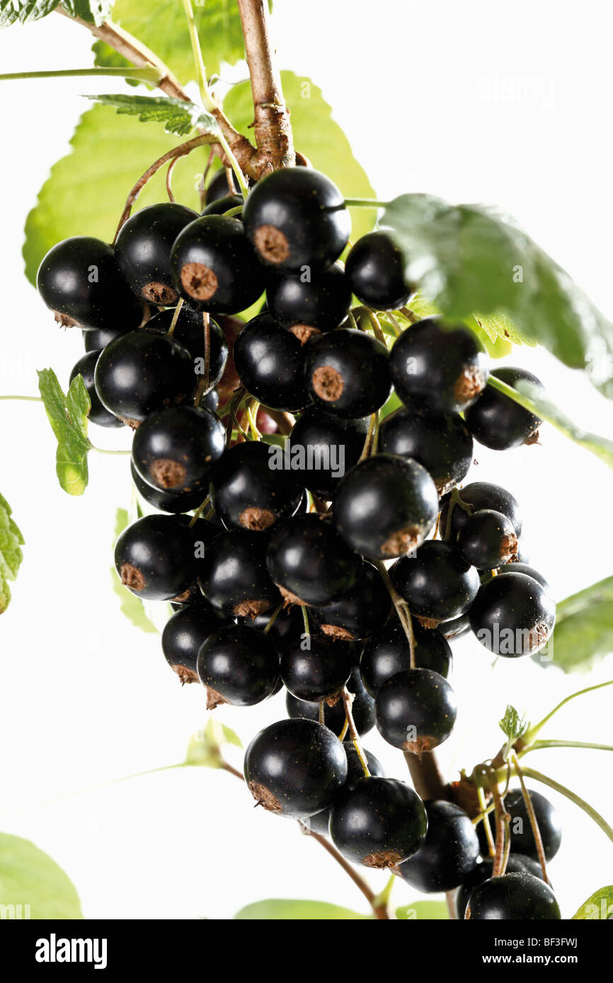 Schwarze Johannisbeeren mit Blättern auf einem Ast Stockfoto