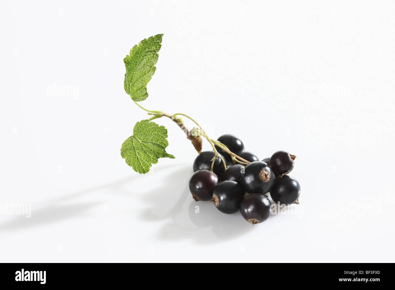 Schwarze Johannisbeeren mit Blatt Stockfoto