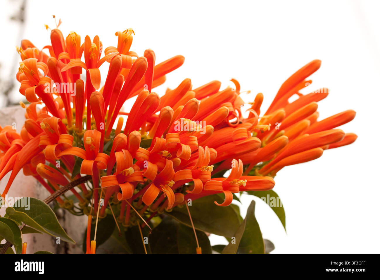 Bild von wilden Blumen orange isoliert Stockfoto