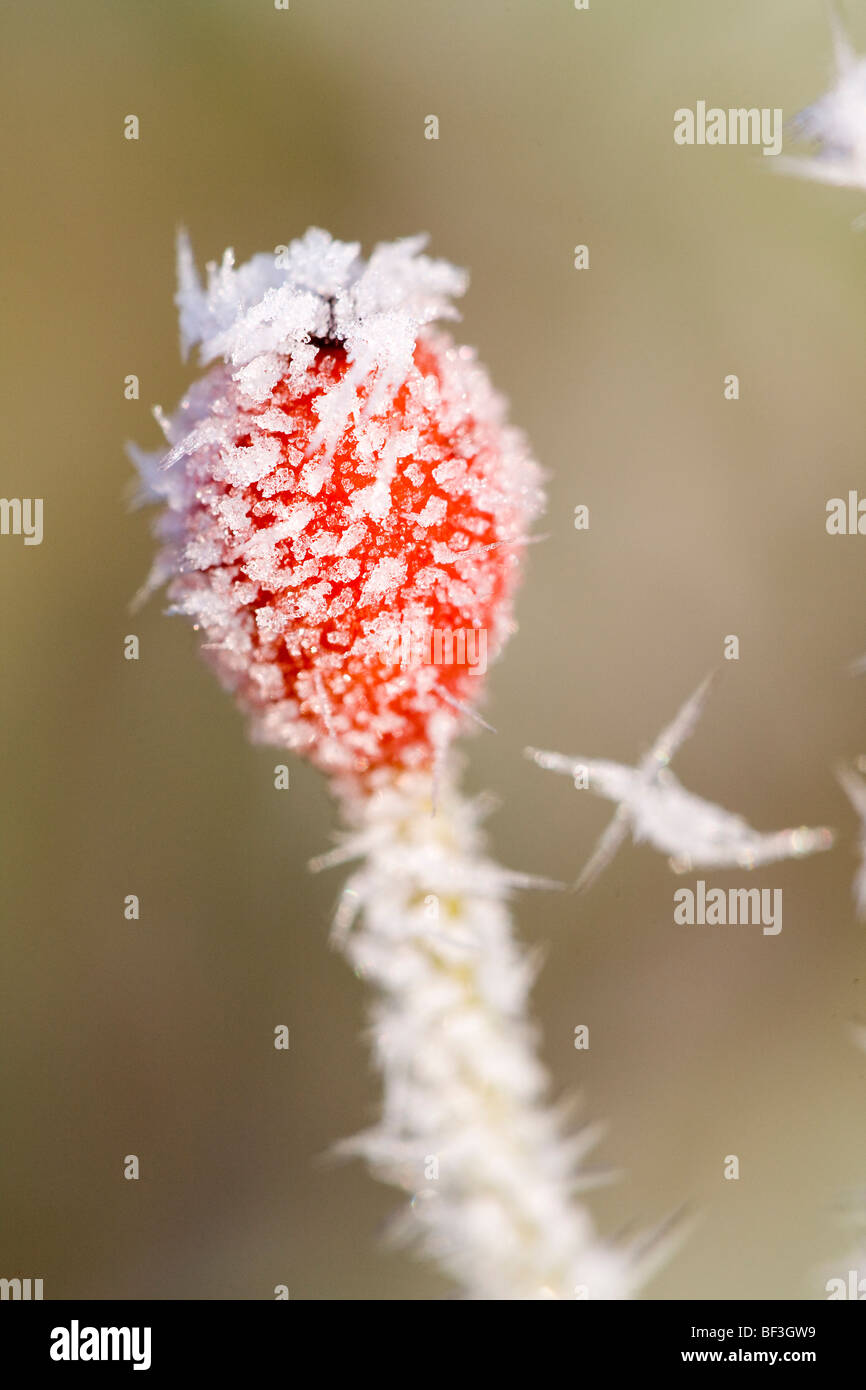 Frost auf Hagebutten Berry Stockfoto