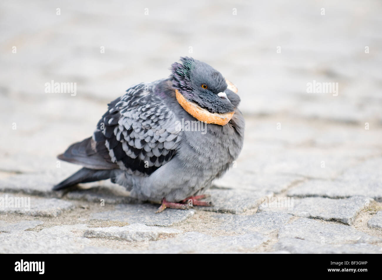 Polnische taube Fotos und Bildmaterial in hoher Auflösung Alamy