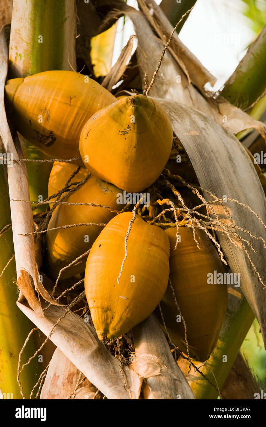 Landwirtschaft - Reifen Kokosnüssen (Cocos Nucifera) auf eine Kokospalme / Kona, Hawaii, USA. Stockfoto