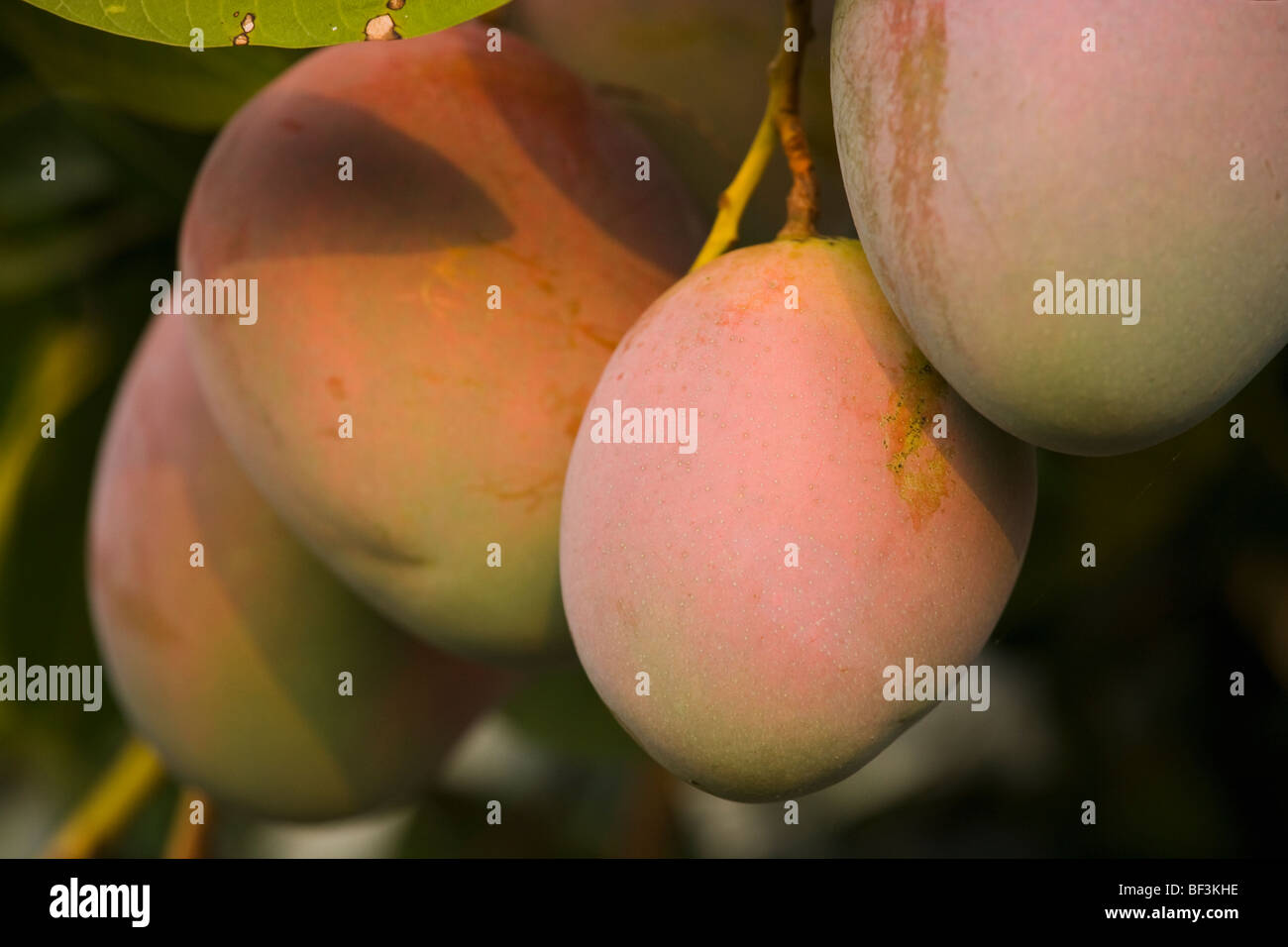 Landwirtschaft - Nahaufnahme von Reifen Mangos auf dem Baum / Kona, Hawaii, USA. Stockfoto