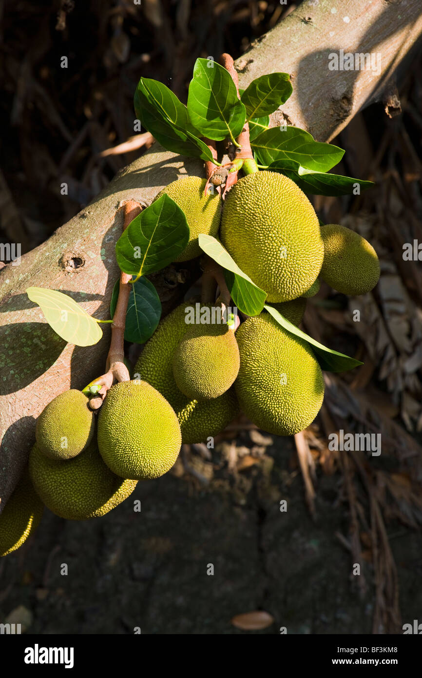 Landwirtschaft - Reifen Jackfruit am Baum / Kona, Hawaii, USA. Stockfoto