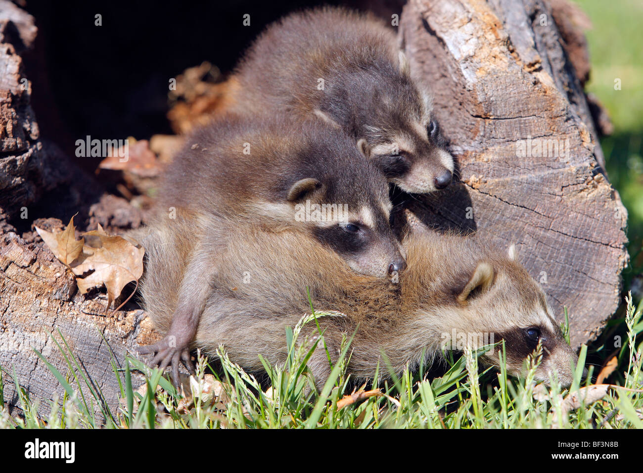Waschbär (Procyon Lotor). Weibchen mit zwei Jugendliche in einem hohlen Baum. Stockfoto