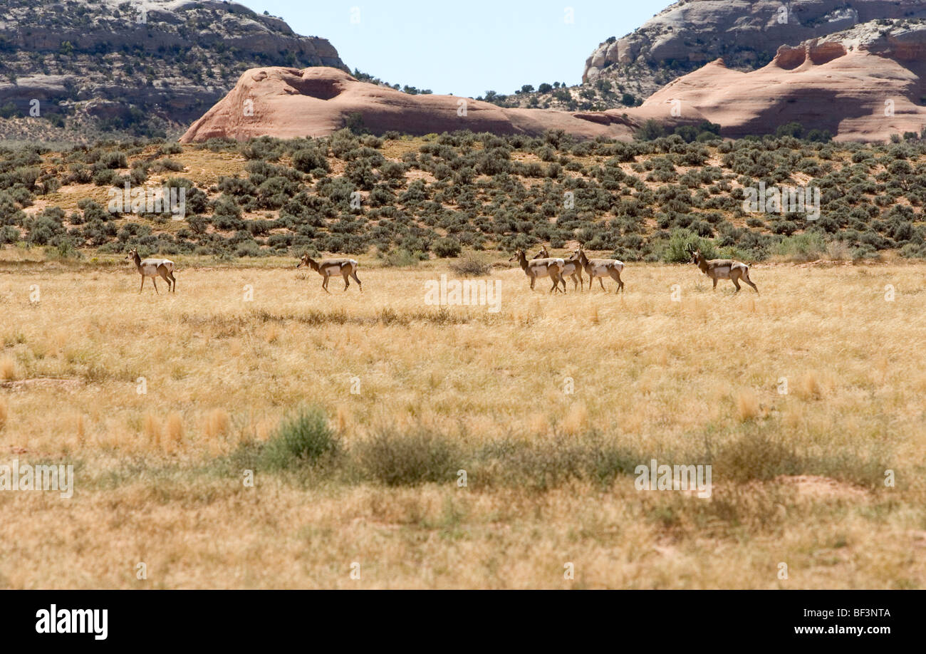 Pronghorn Antilope in Utah, USA. Diese waren im Canyon Felgen Park. Antilocapra americana Stockfoto