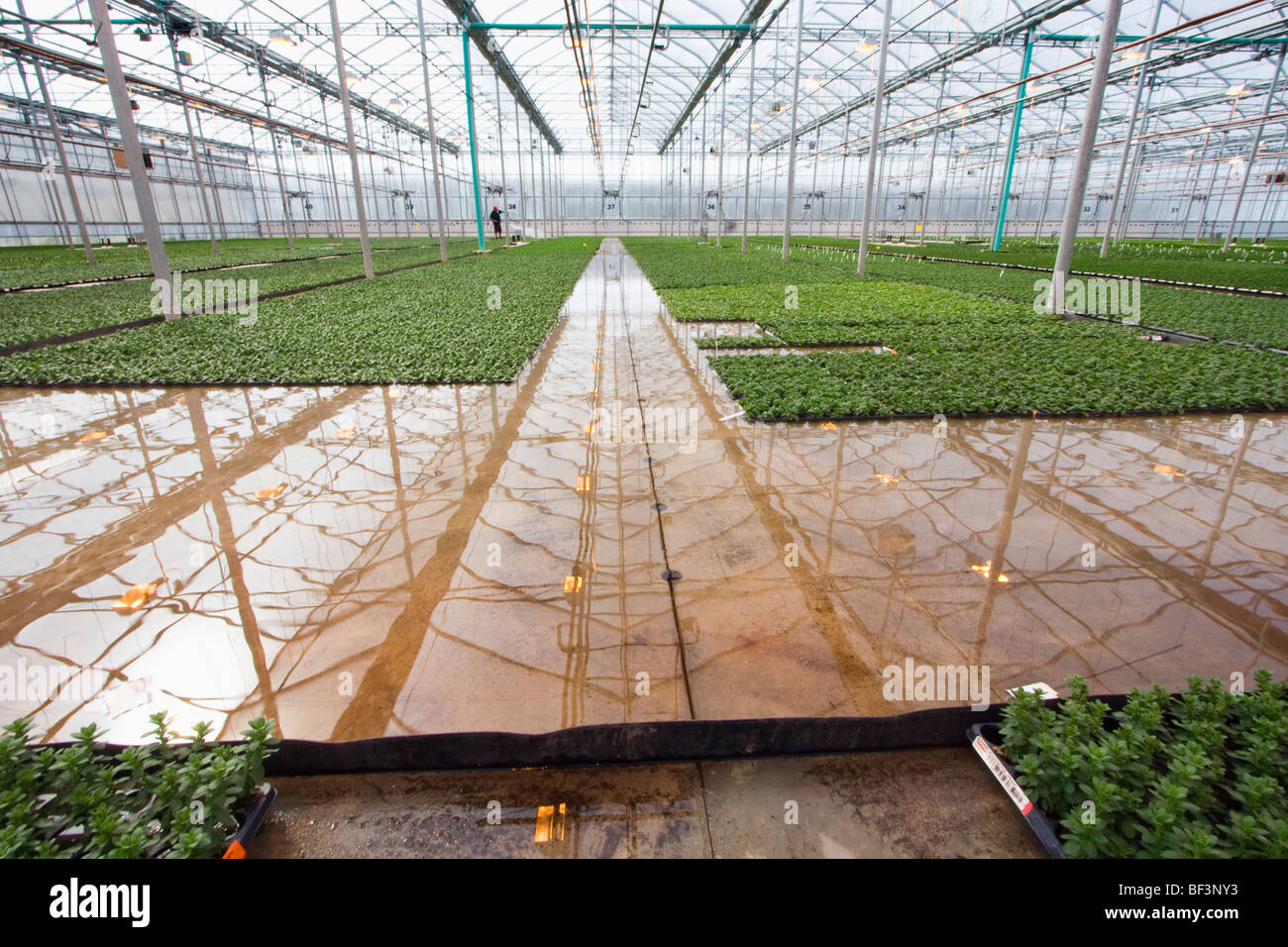Flut Boden Bewässerung von Wohnungen der frühen Wachstum Pflanzen bei