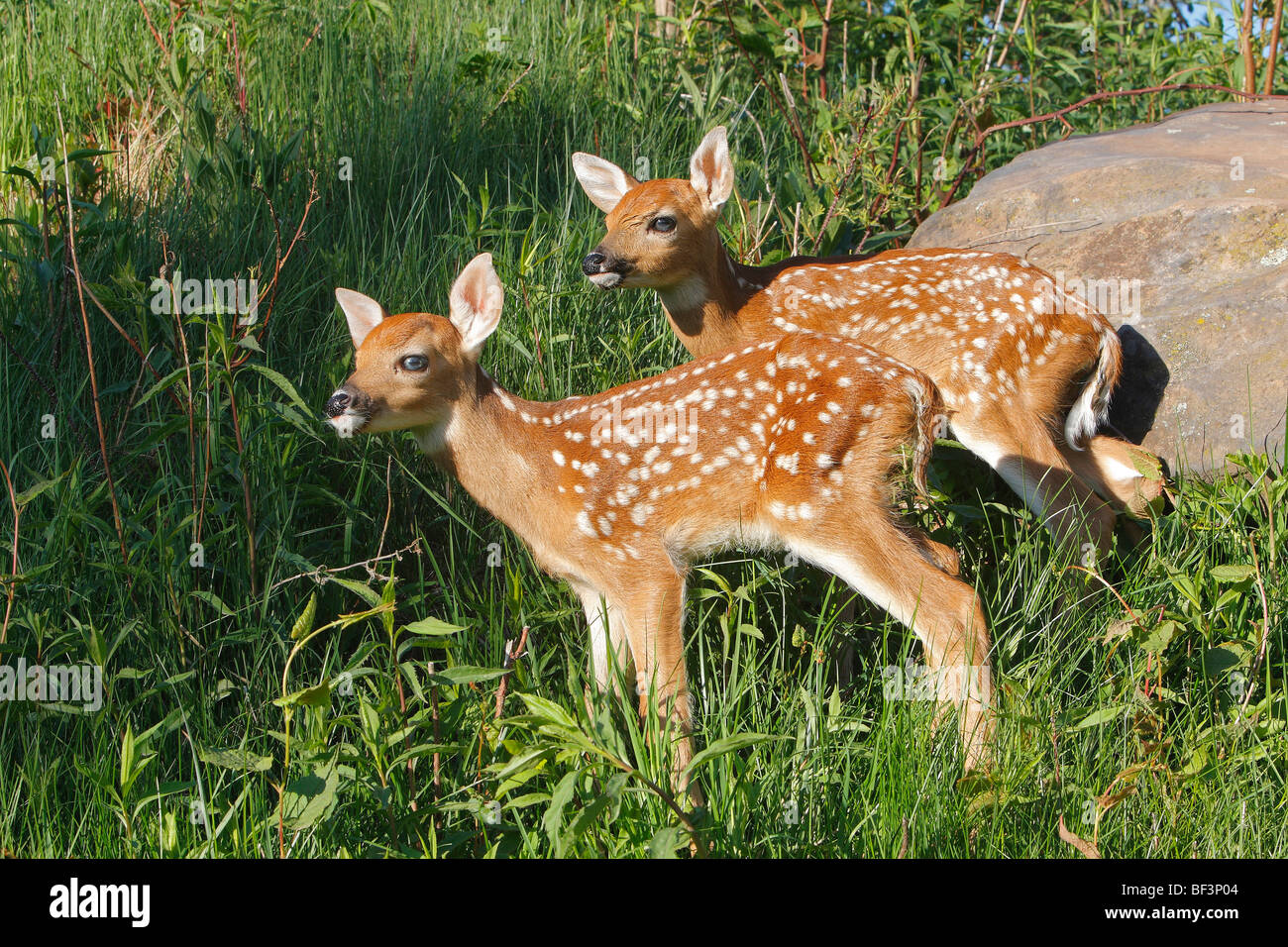 Weiß - angebundene Rotwild (Odocoileus Virginianus). Zwei Kälber auf einer Wiese stehen. Stockfoto