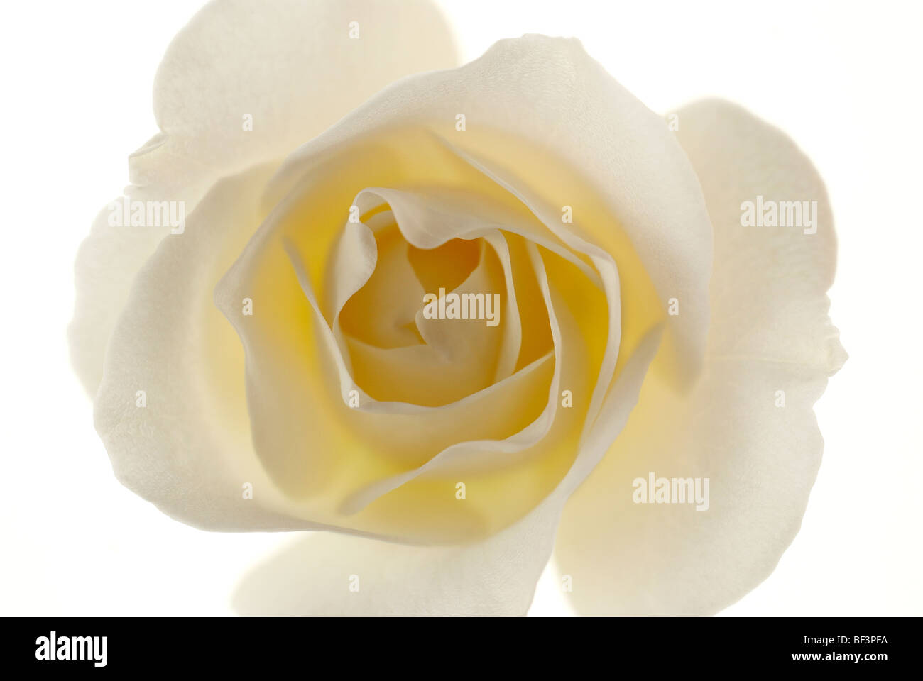 ISIS, weiße rose, weißer Hintergrund, rose, einzelne Rosenblüten, Frieden, Blütenblatt, Blütenblätter, weiße Stockfoto
