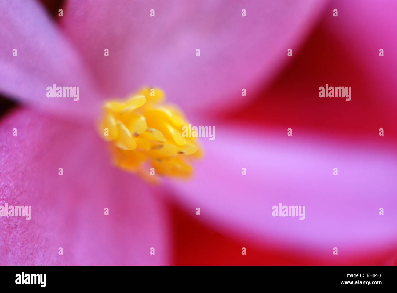 Begonie Blüte, grüner Hintergrund, rosa Blume, Pollen, rote Blume, Stamen, Begonie, Blume, Fyellow, Nahaufnahme, Nahaufnahme, Makro Stockfoto