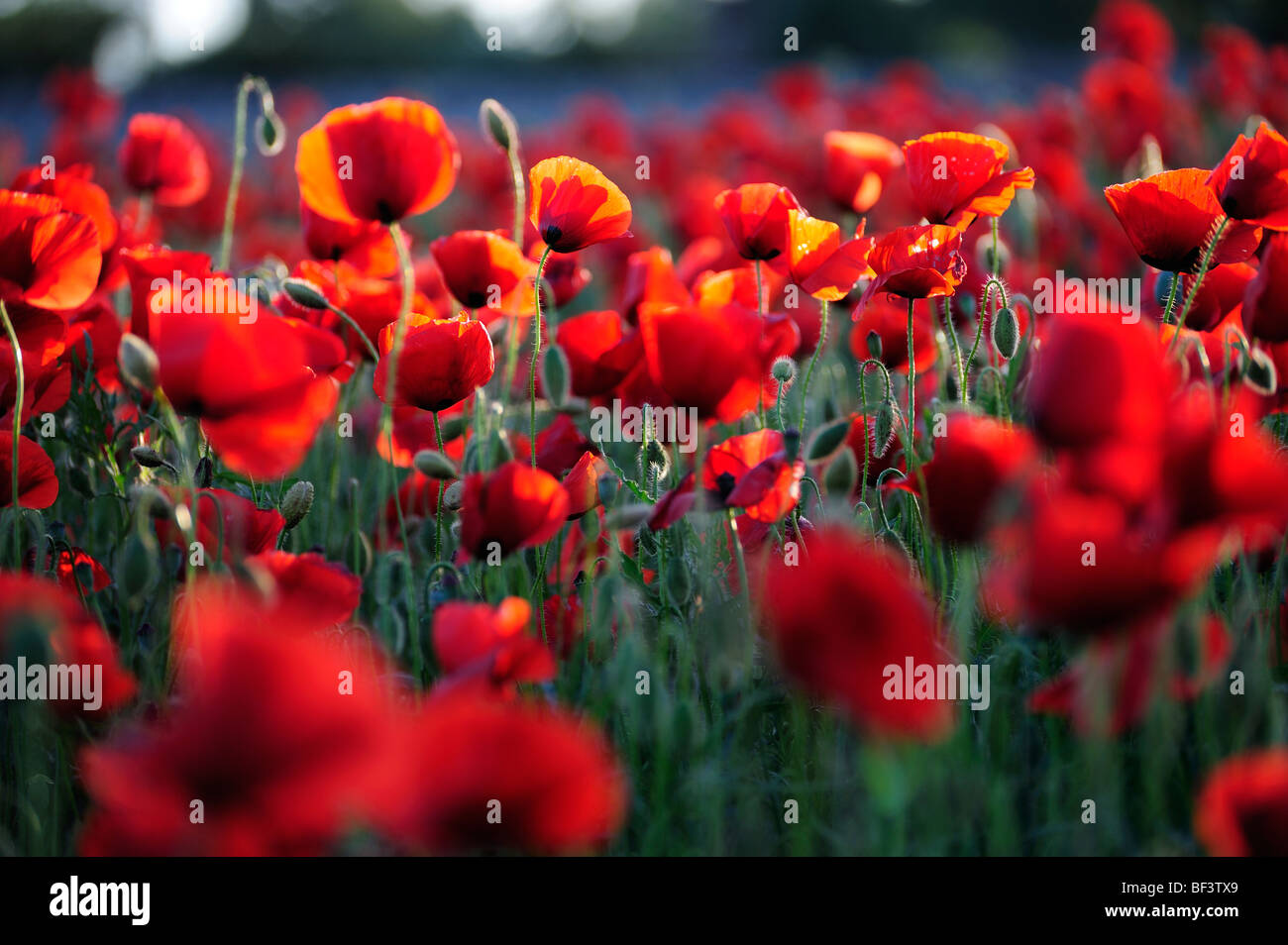 Mohn Wiesenblumen rote Mohnblumen Rot Grün Natur Umwelt Mohn Felder Stockfoto