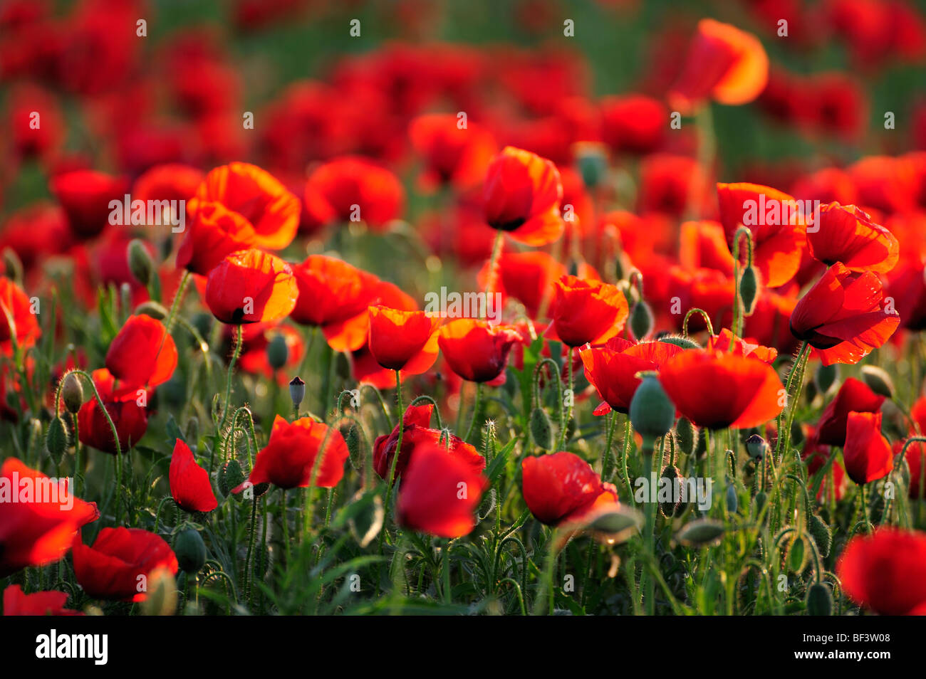 Mohn Wiesenblumen rote Mohnblumen Rot Grün Natur Umwelt Mohn Felder Stockfoto