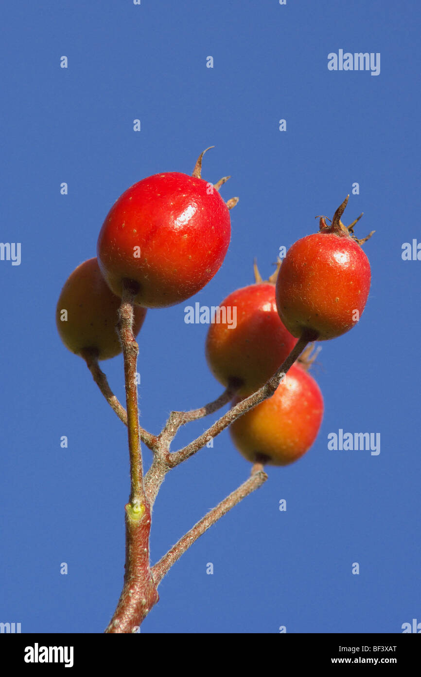Reife rote Hagebutten im Sonnenlicht vor blauem Himmel Stockfoto