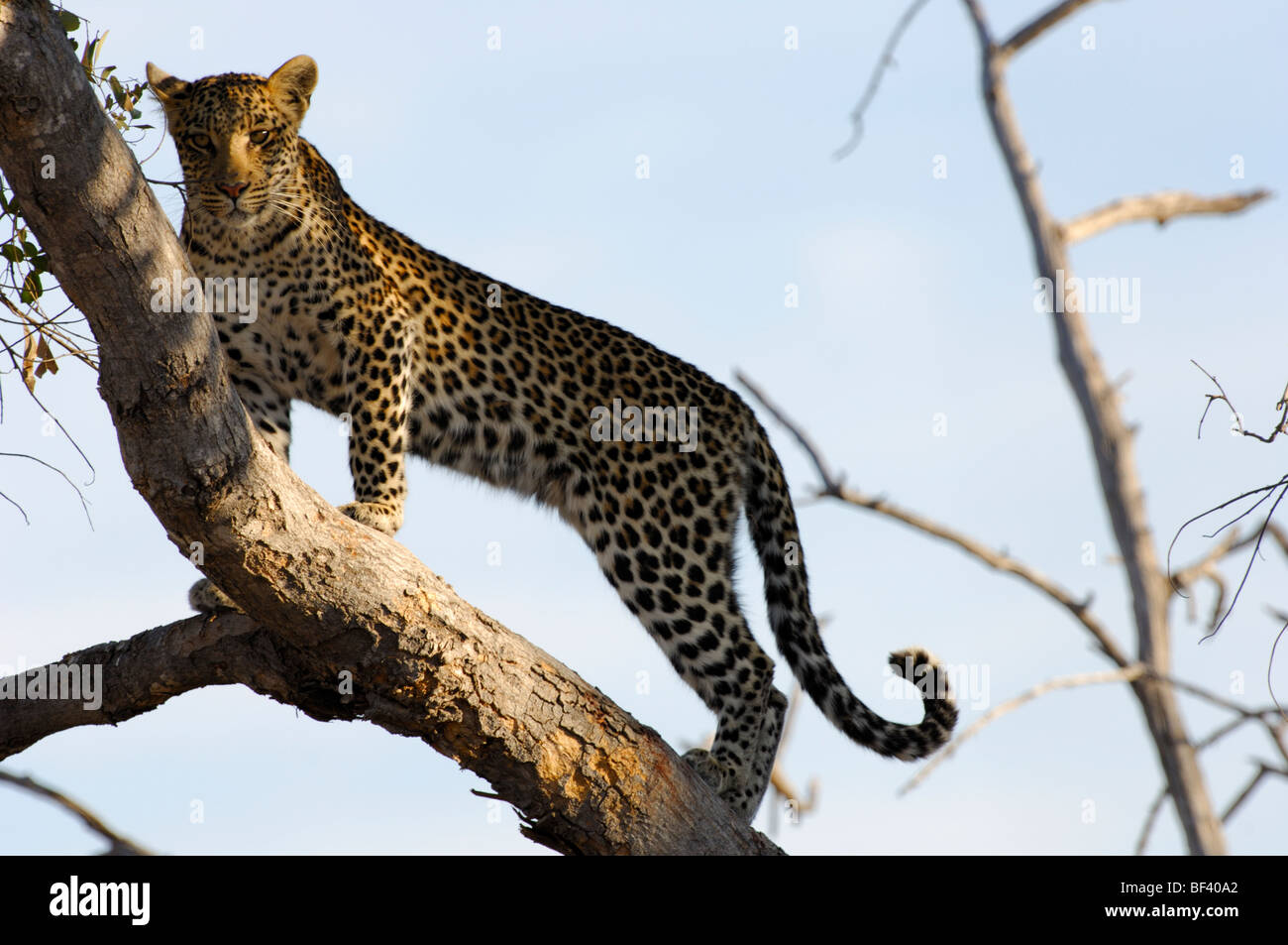 Stock Foto von einem Leopard auf einem Baum Gliedmaßen, Okavango Delta, Botswana. Stockfoto