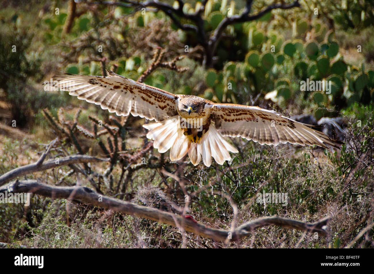 Harris Hawk fliegen, auf der Suche nach Beute.  Die Harris Hawk ist hinterleuchtet Stockfoto