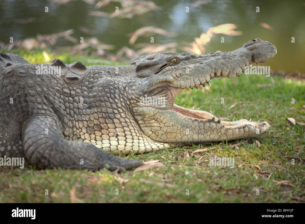 Ein Salzwasser-Krokodil, ruht auf einem großen Damm. Stockfoto