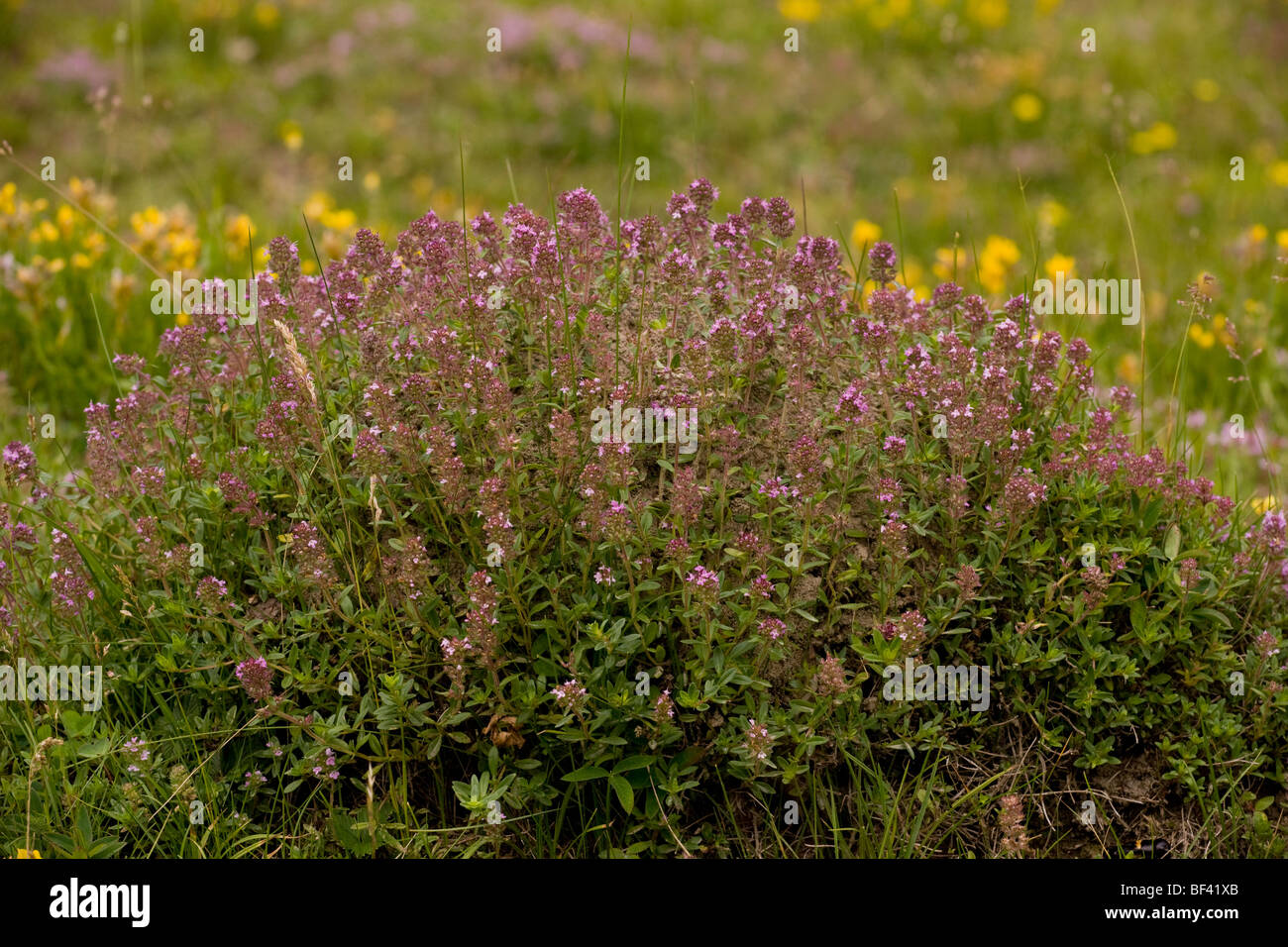 Ameisenhaufen in Weide, bedeckt mit einem wilden Thymian Thymus glabrescens Stockfoto