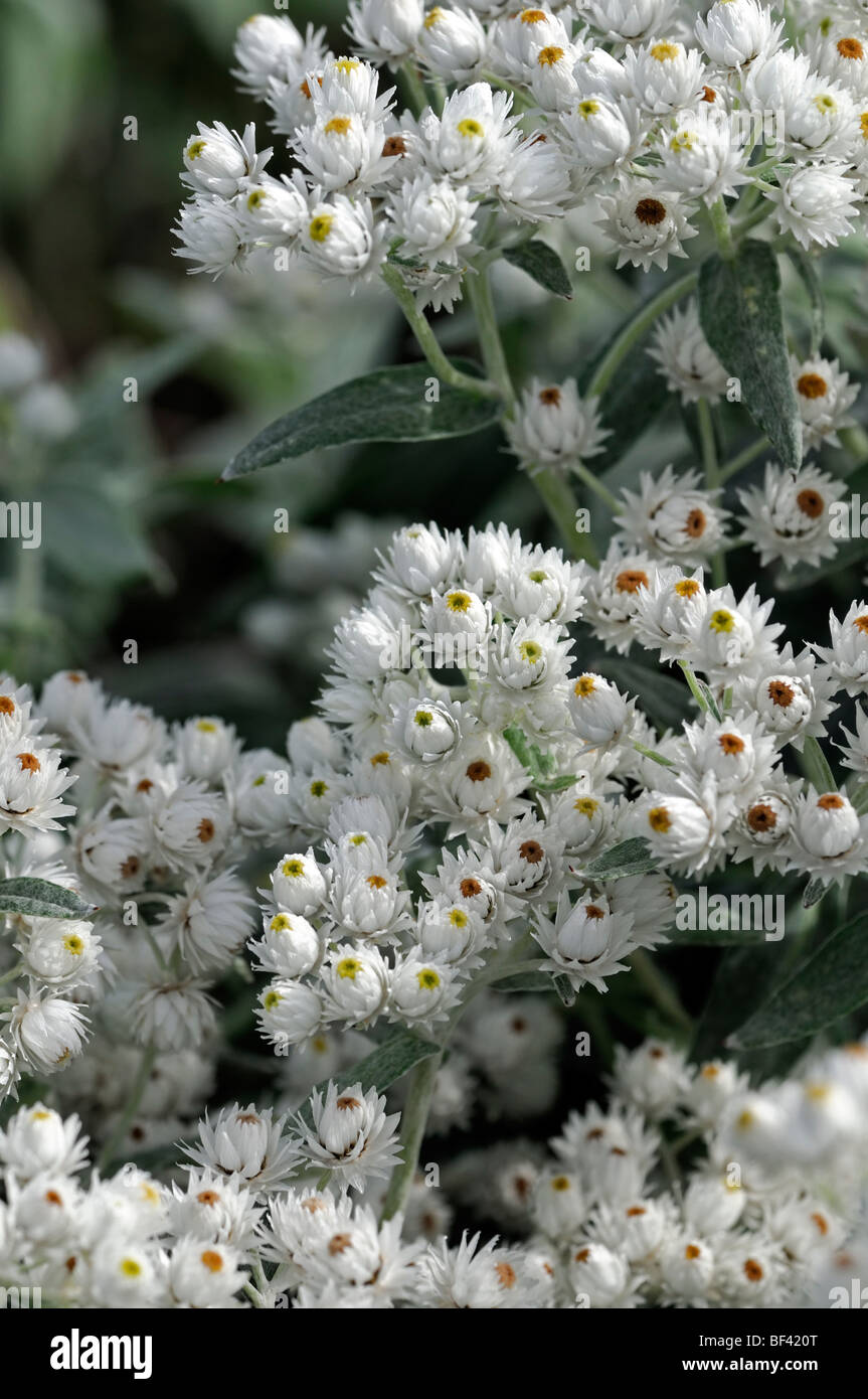 Pearly Everlasting Anaphalis Triplinervis weiße Blumen Blume Blüte Blüte Büschel bilden krautige Staude Stockfoto