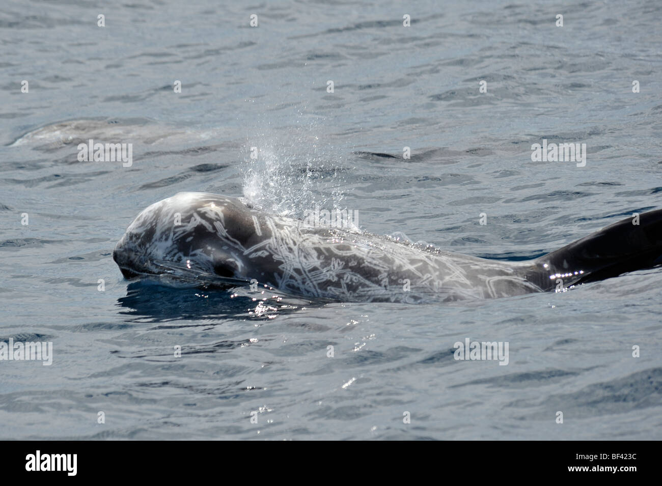 Risso Delphin, Grampus früh auftauchen, Azoren, Atlantik. Stockfoto