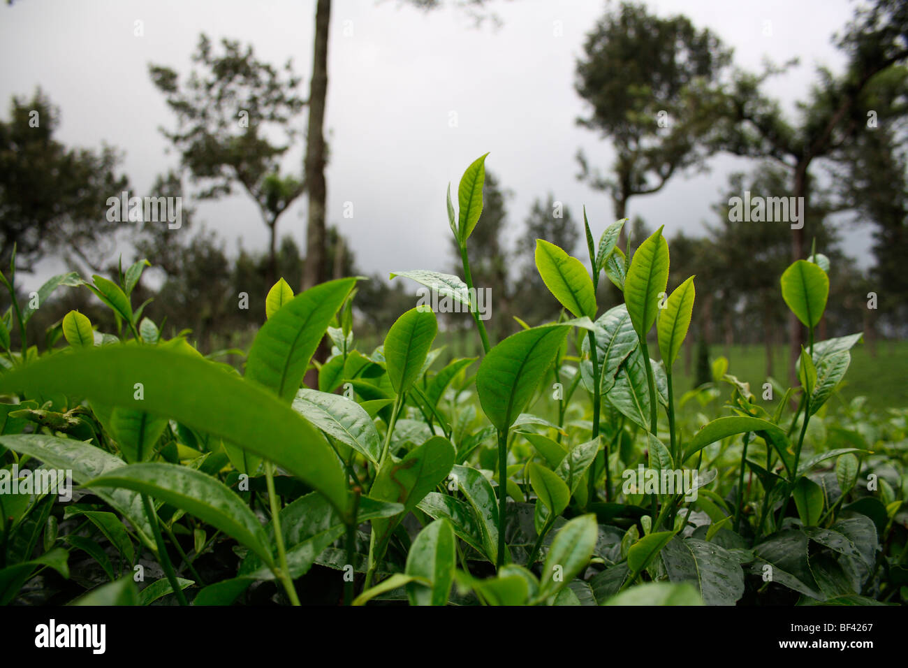 Teeplantage, Teeblätter, Munnar-Teeplantagen, grünen Teeblätter, sattes Grün, die zarten grünen Teeblätter Stockfoto