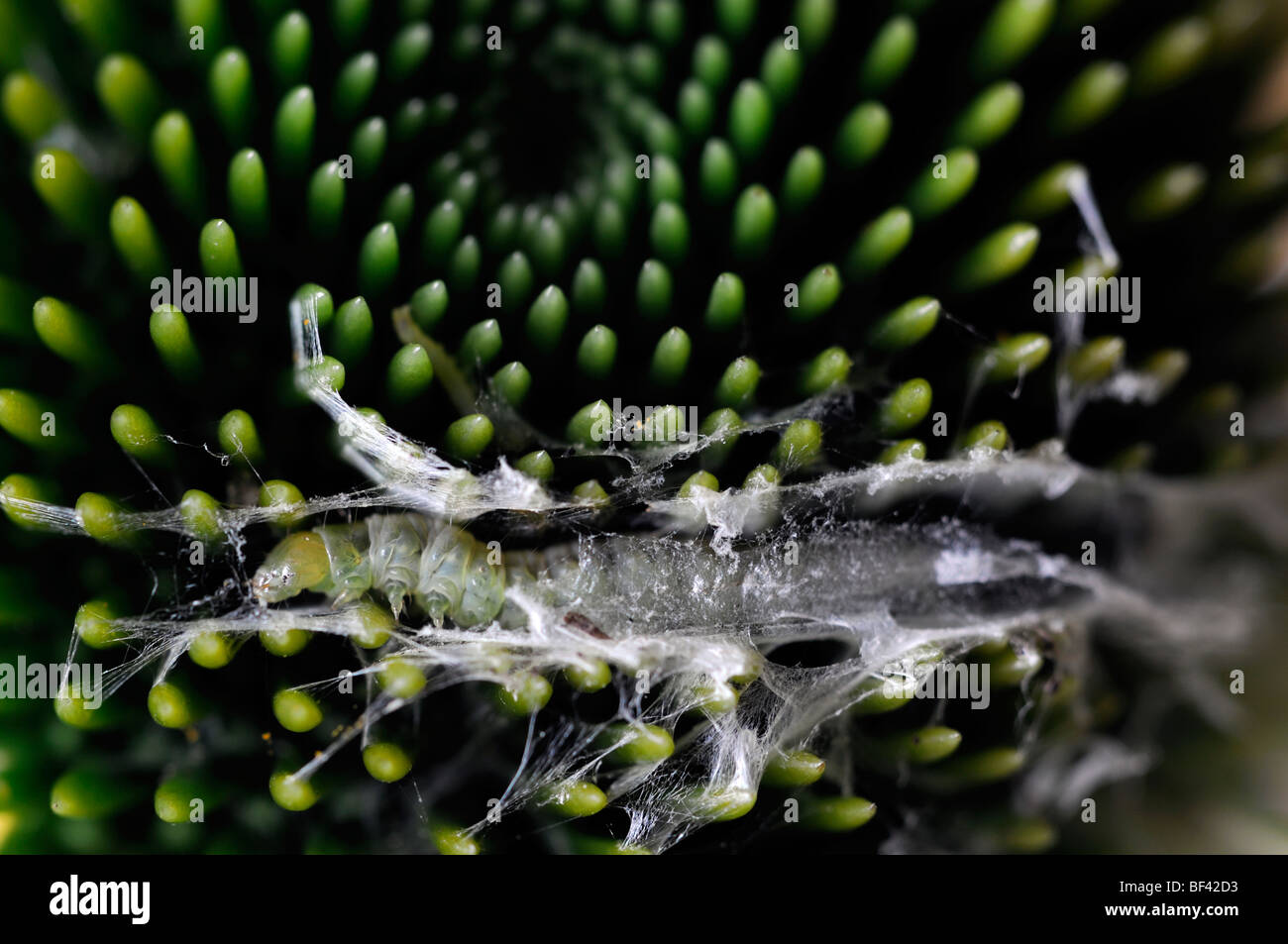 kleine weiße Raupe Larve Larven weben weben machen machen Kokon Nest Pest Echinacea Blume Knospe zu zerstören Stockfoto