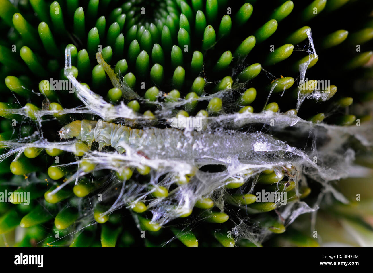 kleine weiße Raupe Larve Larven weben weben machen machen Kokon Nest Pest Echinacea Blume Knospe zu zerstören Stockfoto