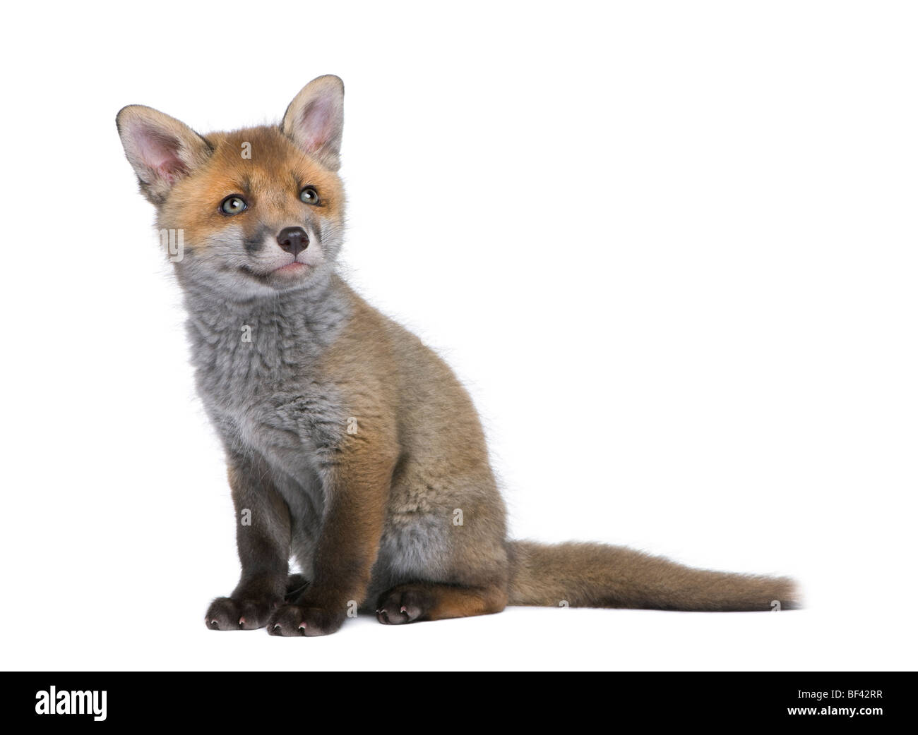 Red Fox Cub, Vulpes Vulpes, 6 Wochen alt, sitzt vor weißem Hintergrund, Studio gedreht Stockfoto