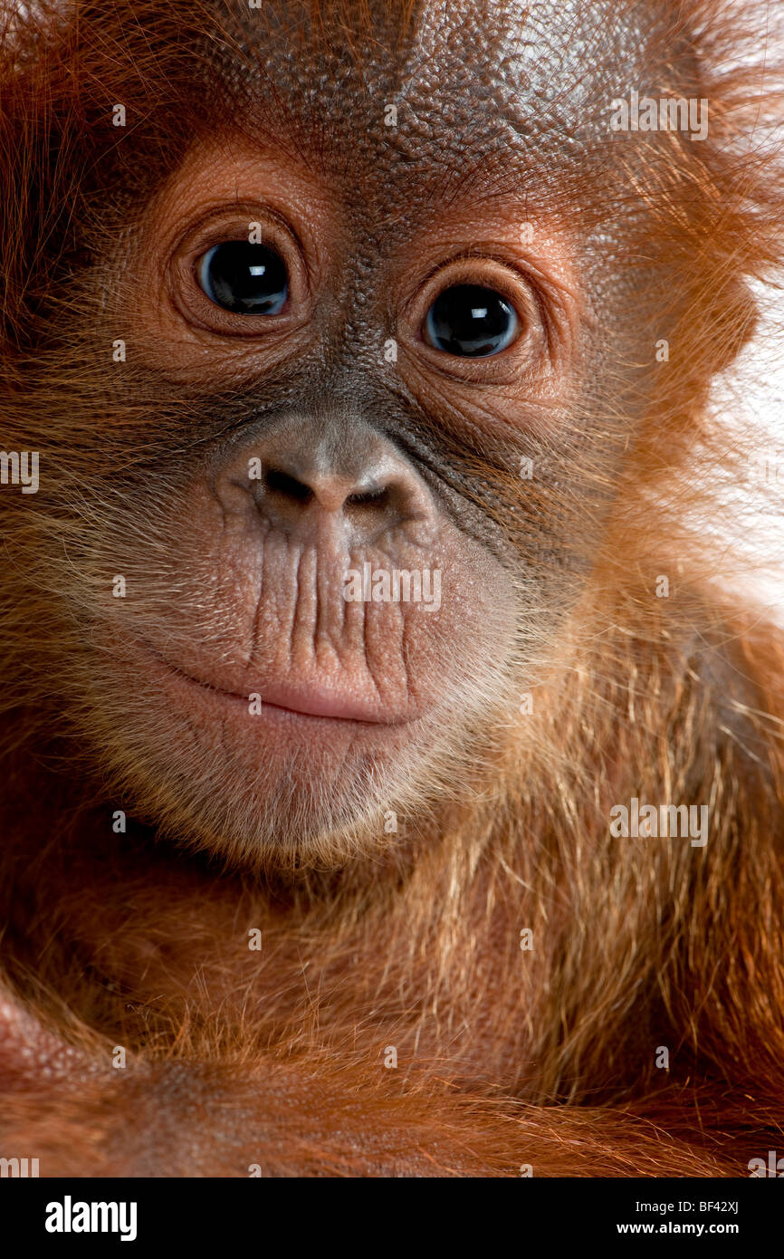 Close-up Portrait Baby Sumatra Tiere, 4 Monate alt Stockfoto
