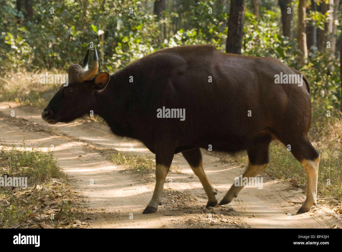 Kanha Nationalpark Indien Gaur Indian Bison [Bos Gaurus] Stockfoto