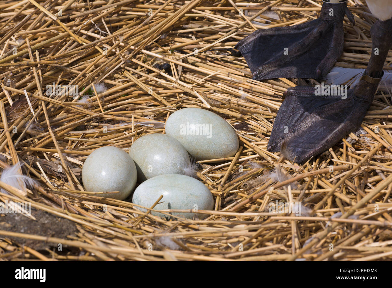 Eiern in Schwäne brüten Abbotsbury Swannery Dorset-England Stockfoto