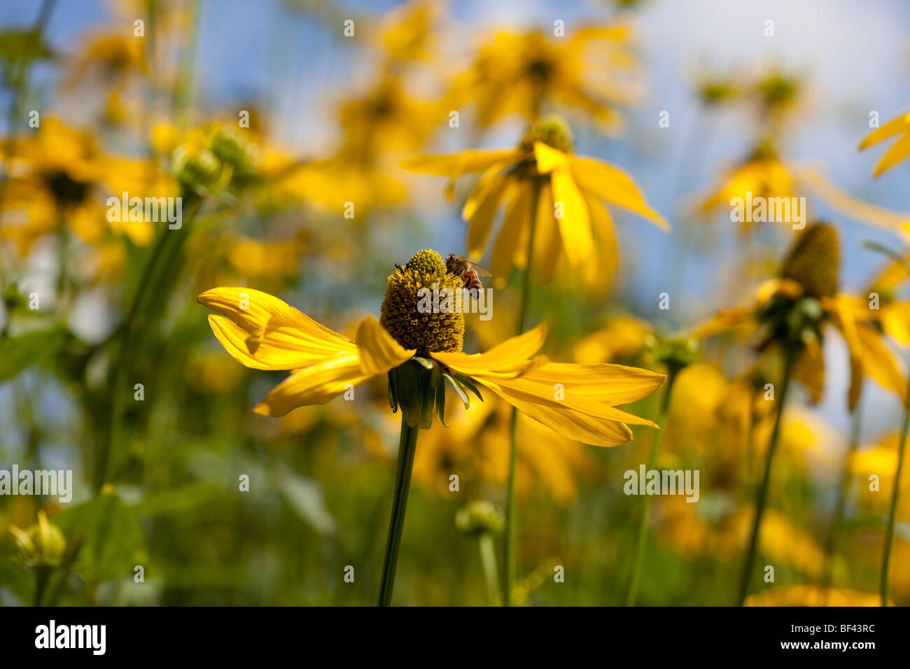 Rudbeckia Nitida 'Herbstonne' an einem sonnigen Sommertag Stockfoto