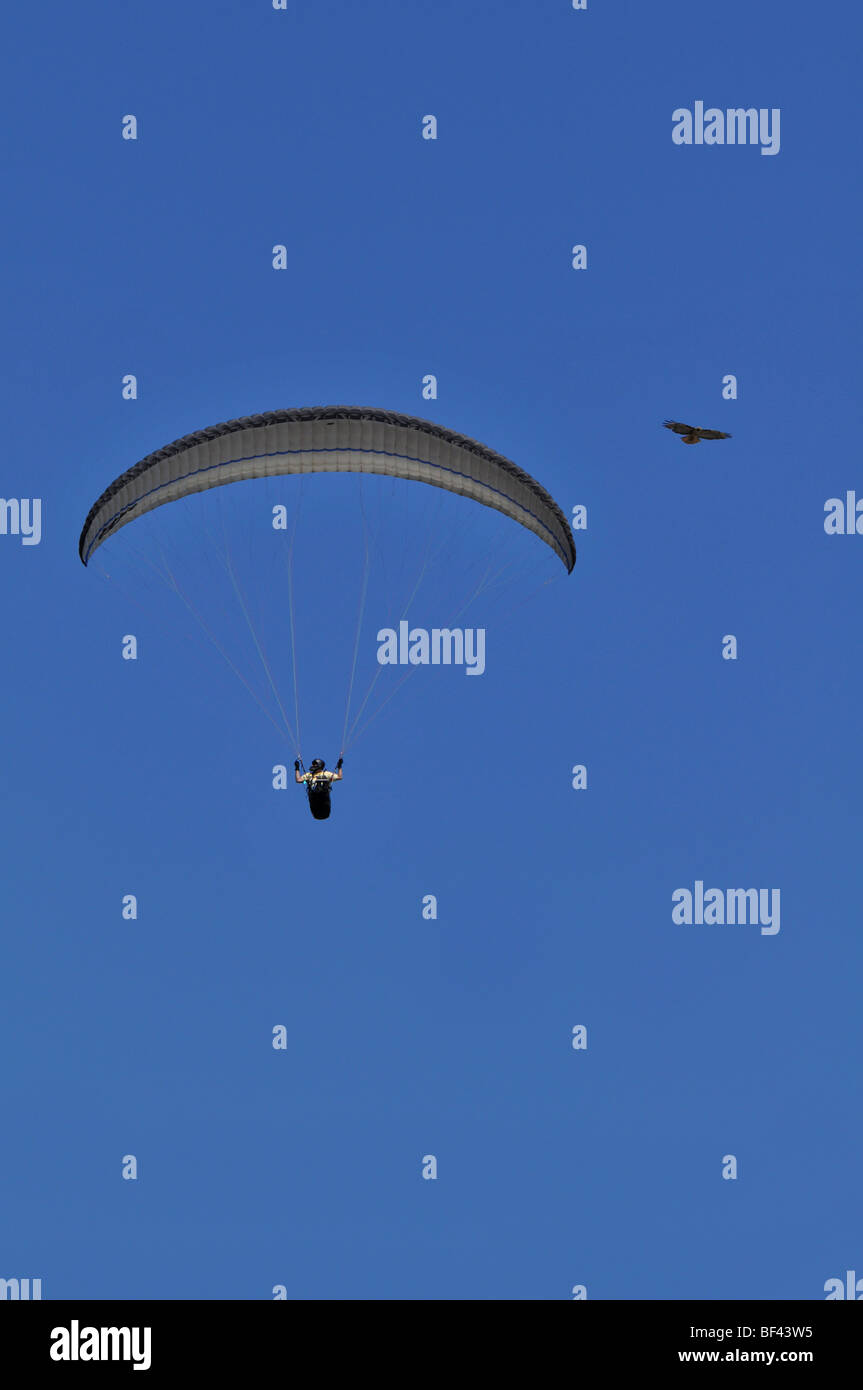 Paragliding neben einem Falken isoliert vor blauem Himmel Stockfoto