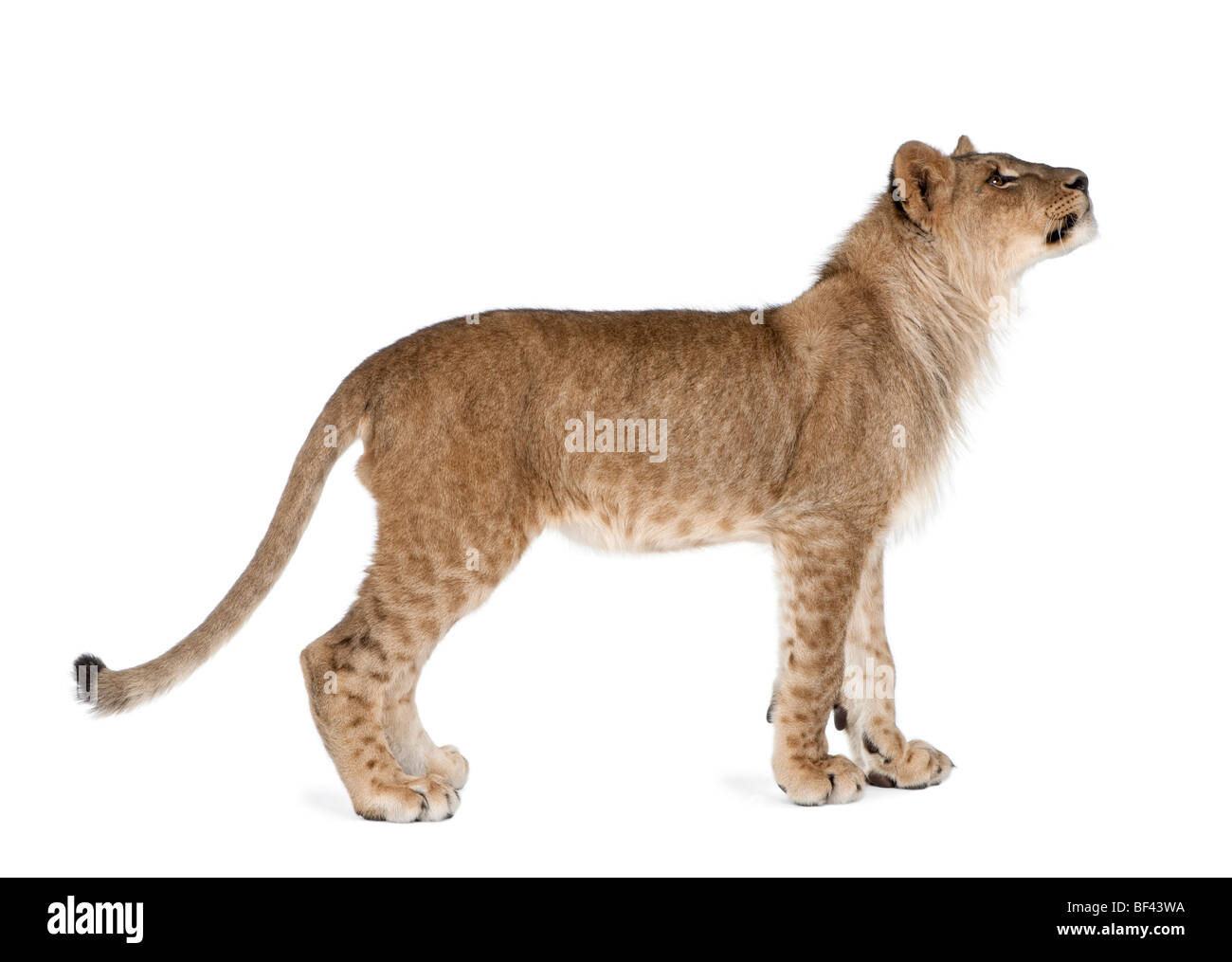 Seitenansicht des jungen Löwenjunges, Panthera Leo, 8 Monate alt, stehen auf weißen Hintergrund, Studio gedreht Stockfoto