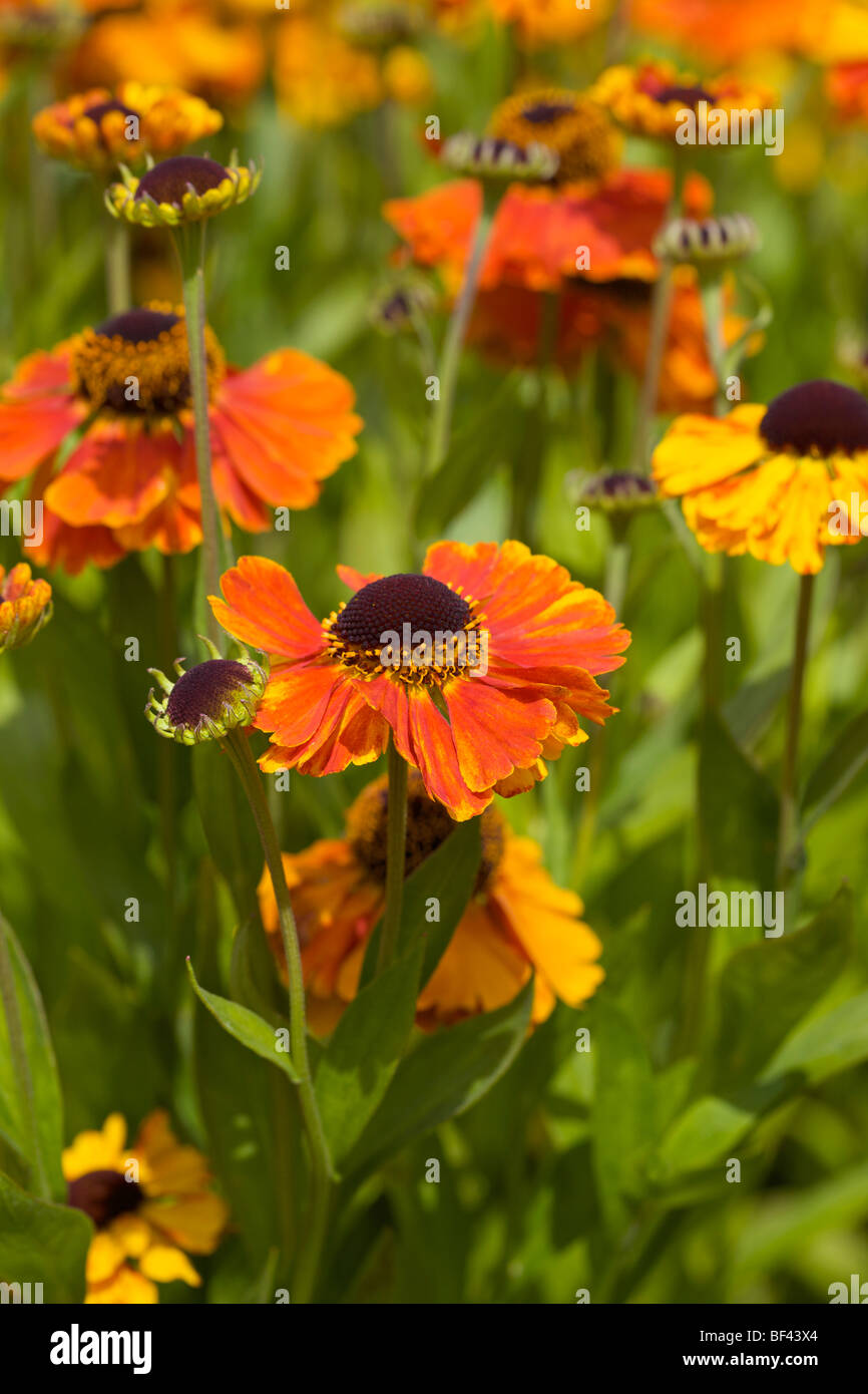Helenium - Sommer-Garten-Grenze Stockfoto