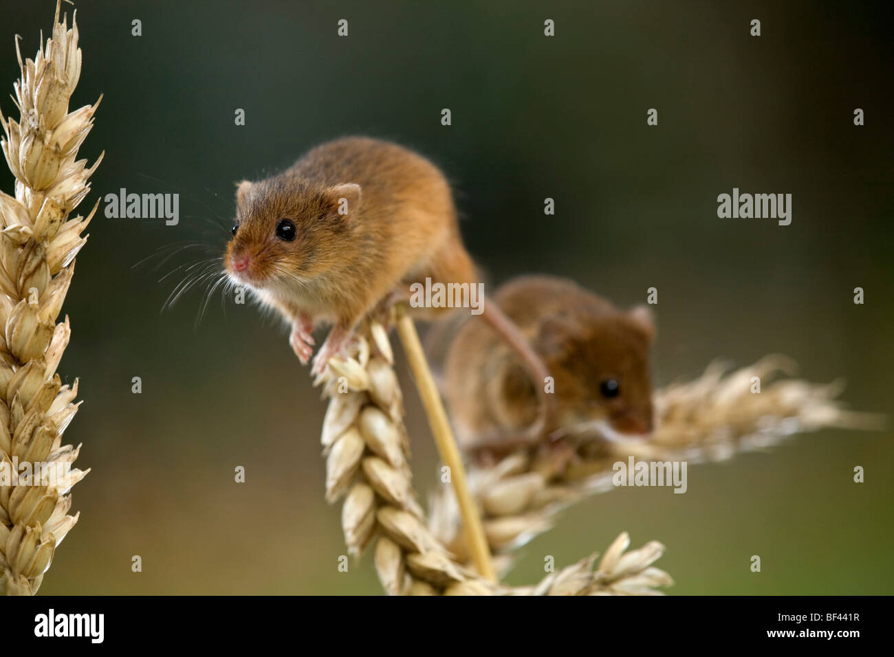 Ernte-Mäuse; Micromys Minutus; zwei Klettern; in Gefangenschaft Stockfoto