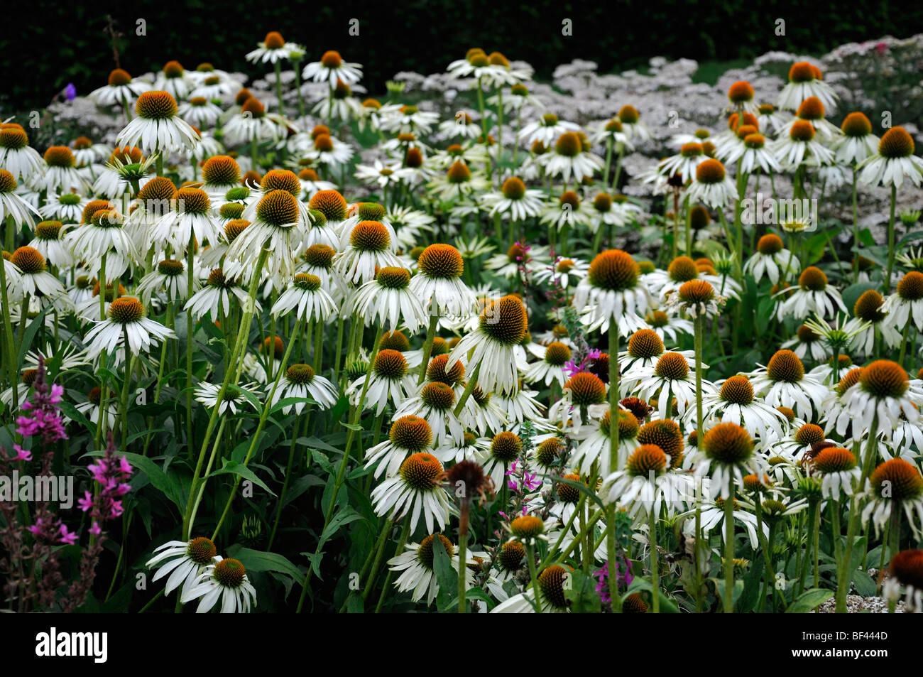 großes Bett von Echinacea Purpurea "weißer Schwan" anzeigen Blume Blüte mehrjährige Sommer krautige Grenze Stockfoto