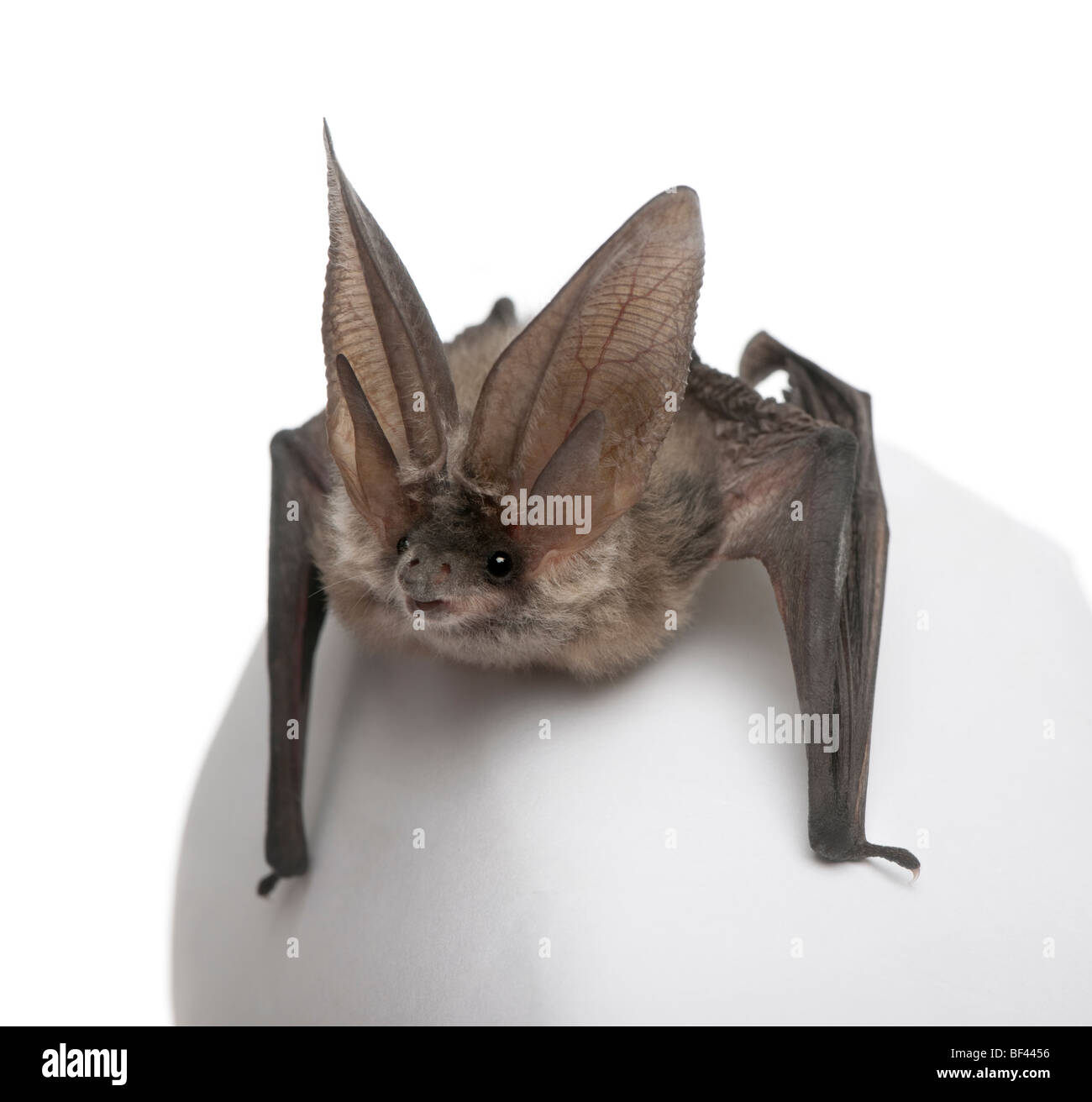 Graue langohrige Fledermaus, Langohrfledermäuse Astriacus vor weißem Hintergrund, Studio gedreht Stockfoto